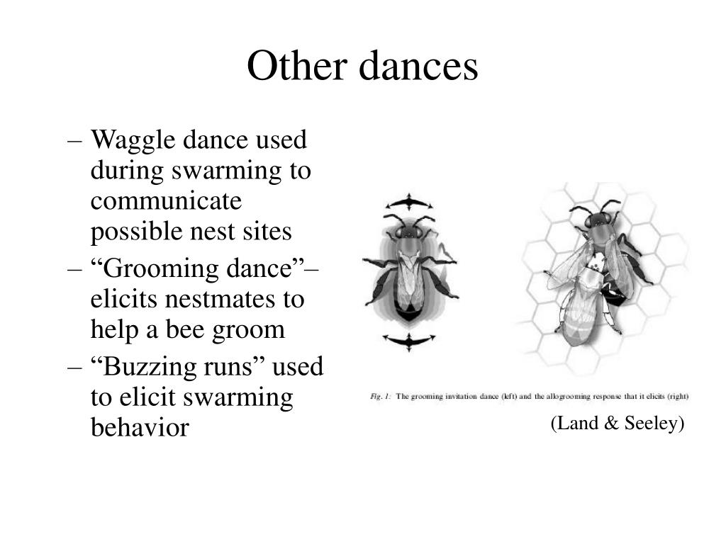 PPT The Honey Bee Dance Language PowerPoint Presentation, free
