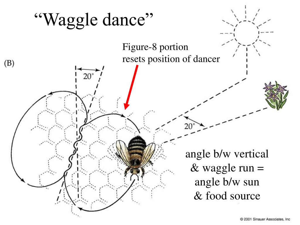 PPT The Honey Bee Dance Language PowerPoint Presentation, free download ID211198