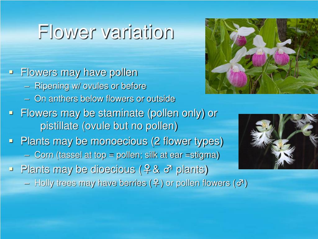 PPT Pollination PowerPoint Presentation ID211208