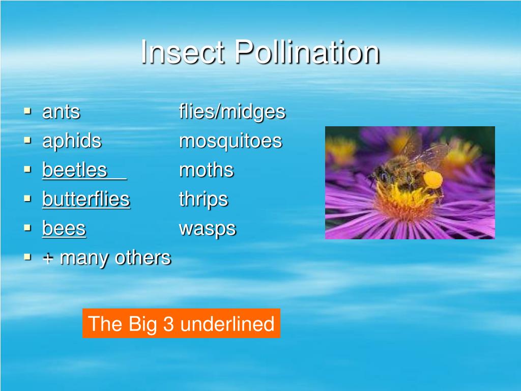 PPT Pollination PowerPoint Presentation, free download ID211208