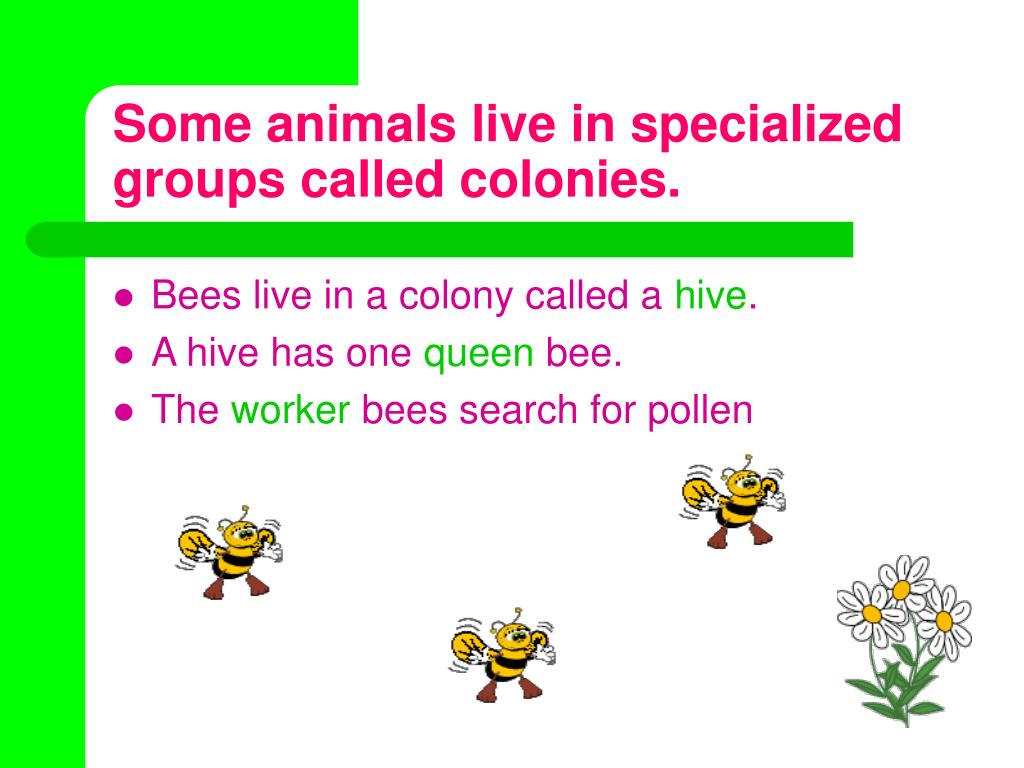 PPT Animal Groups PowerPoint Presentation, free download ID21234