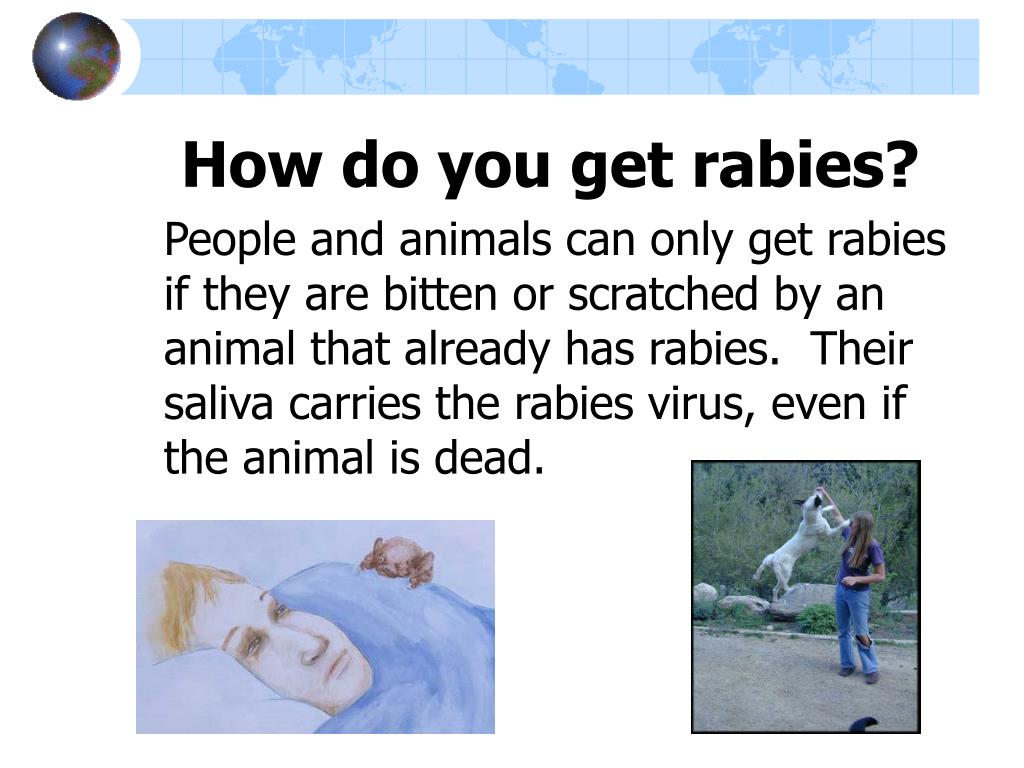 PPT Rabies What kids need to know! PowerPoint Presentation, free