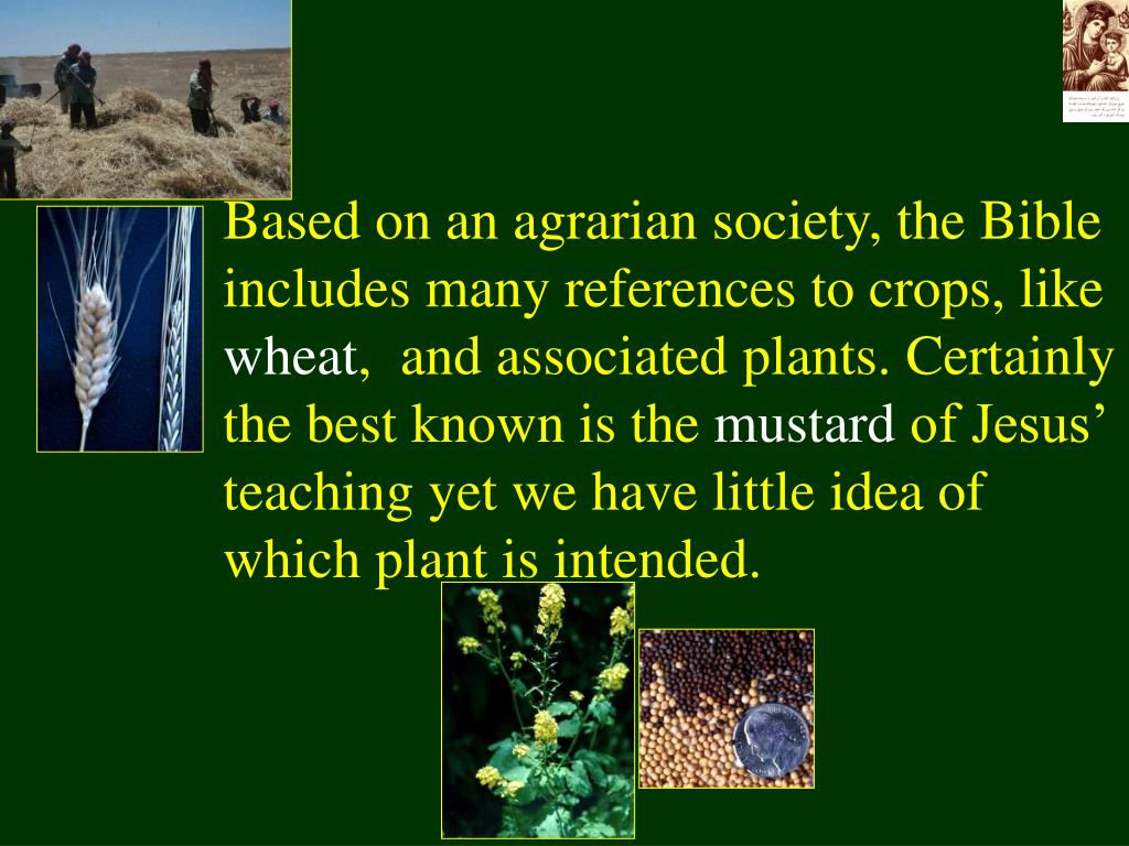 PPT Plants of the Bible PowerPoint Presentation, free download ID
