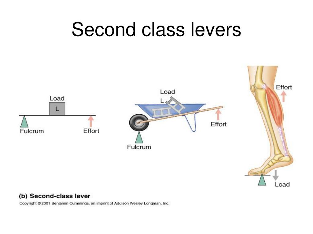 PPT BONES JOINTS AND MUSCLES PowerPoint Presentation, free download ID213796