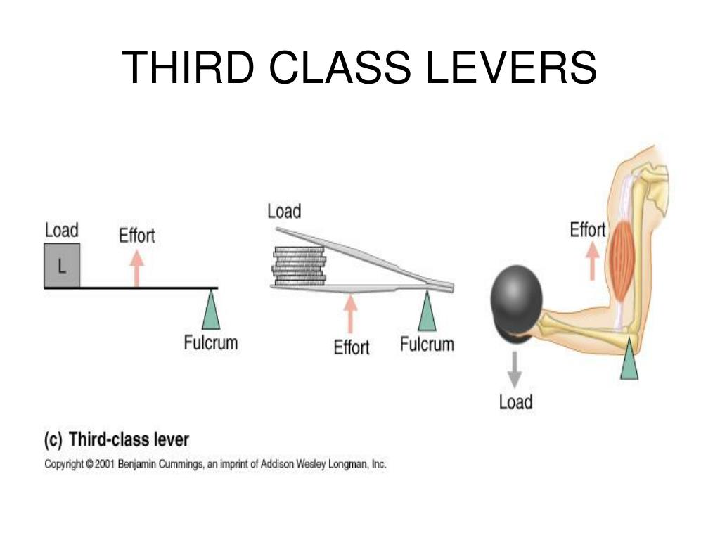 PPT BONES JOINTS AND MUSCLES PowerPoint Presentation, free download ID213796