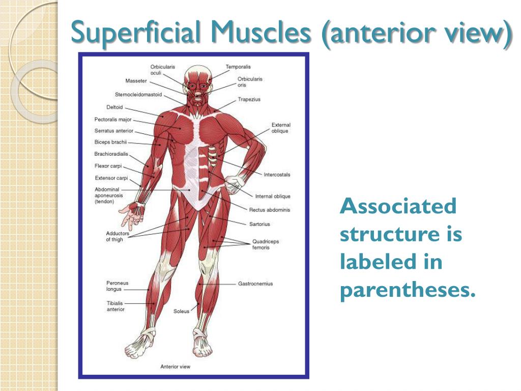 PPT - The Muscular System PowerPoint Presentation, free download - ID