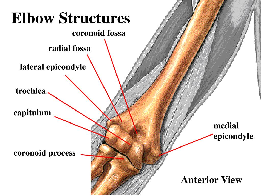 PPT Elbow Joint PowerPoint Presentation, free download ID216026