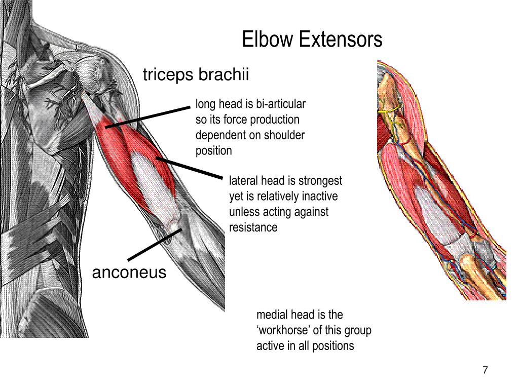 PPT Elbow Joint PowerPoint Presentation, free download ID216026