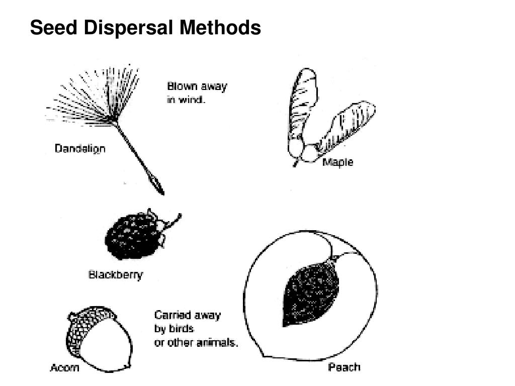 PPT site PowerPoint Presentation, free download ID