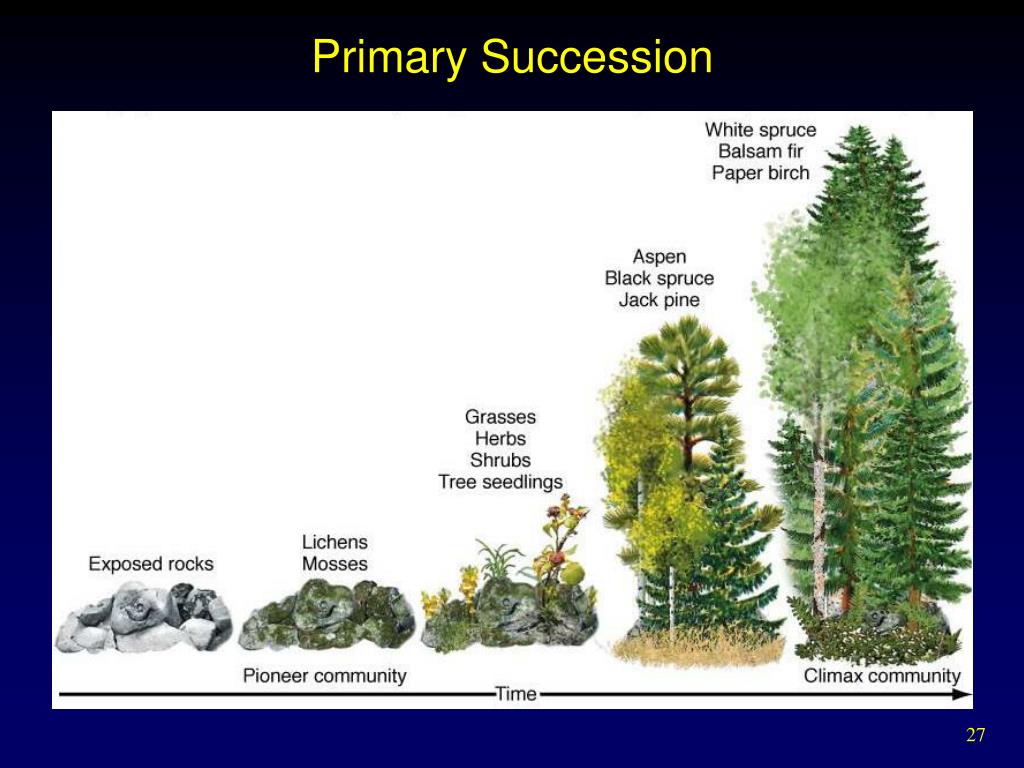 PPT Biological Communities and Species Interactions PowerPoint