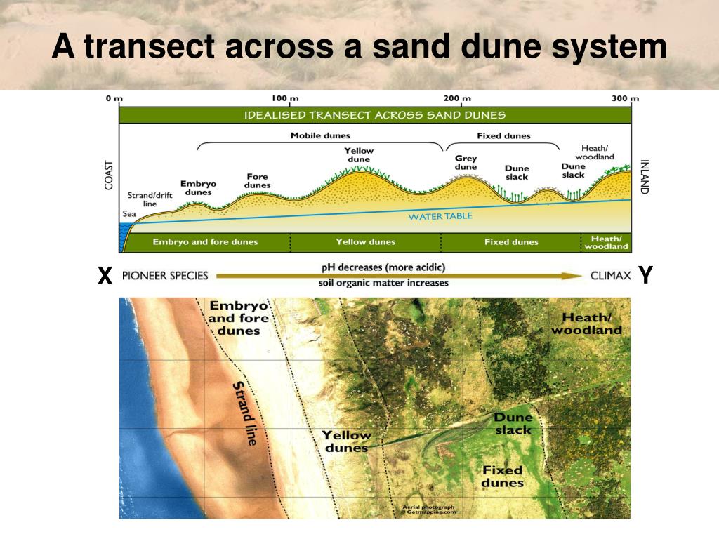 PPT Higher Geography Biosphere Vegetation Succession Sand Dunes