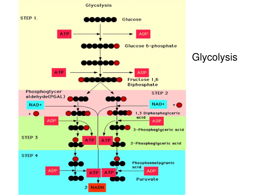 PPT Biosynthesis of Plantderived flavor compounds PowerPoint