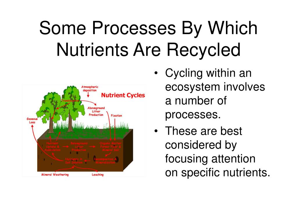 PPT NUTRIENT CYCLES PowerPoint Presentation, free download ID217294