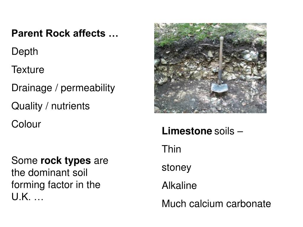PPT Soil Forming Factors PowerPoint Presentation ID217422