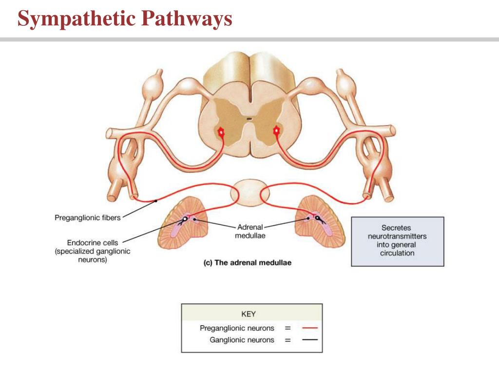 PPT Lecture 12 Chapter 16 Neural Integration II The Autonomic Nervous System and Higher