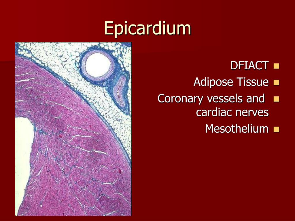 PPT HISTOLOGY OF THE CIRCULATORY SYSTEM PowerPoint Presentation, free