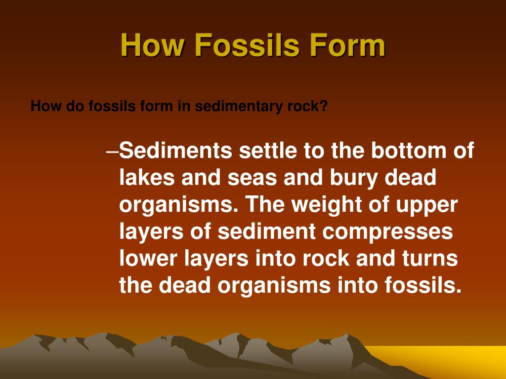 PPT The Fossil Record PowerPoint Presentation, free download ID225293