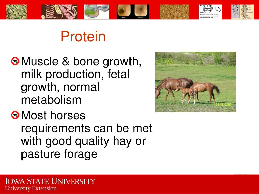 PPT Equine Nutrition & Feeding PowerPoint Presentation, free download