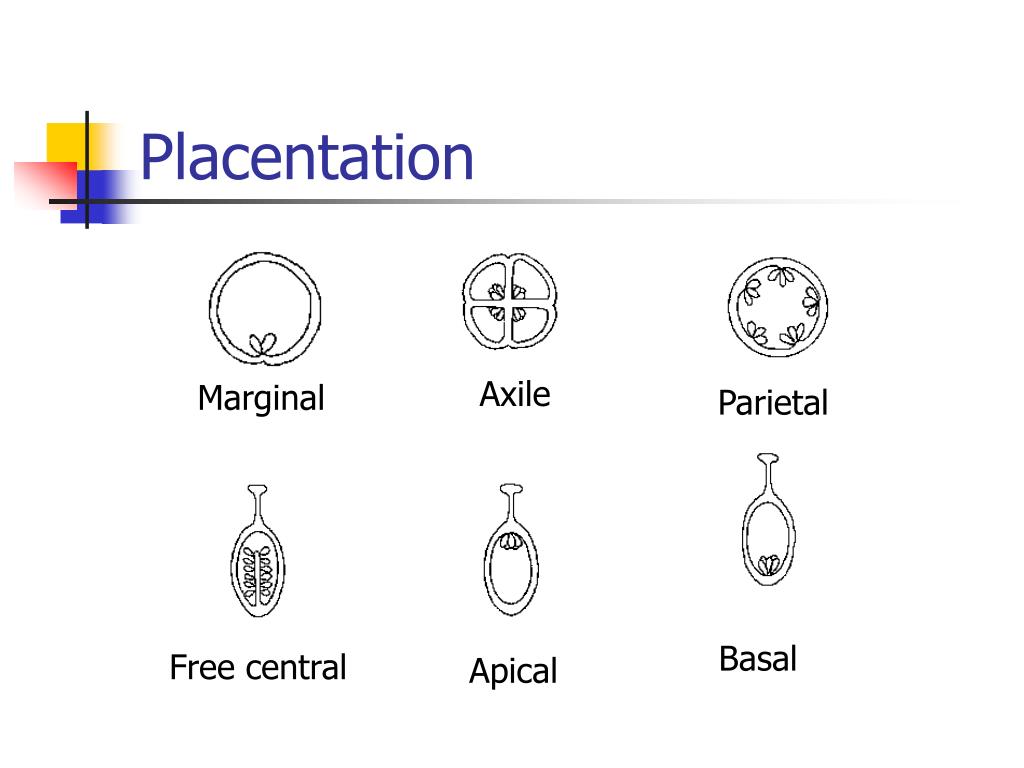 PPT Plant Anatomy PowerPoint Presentation, free download ID226310
