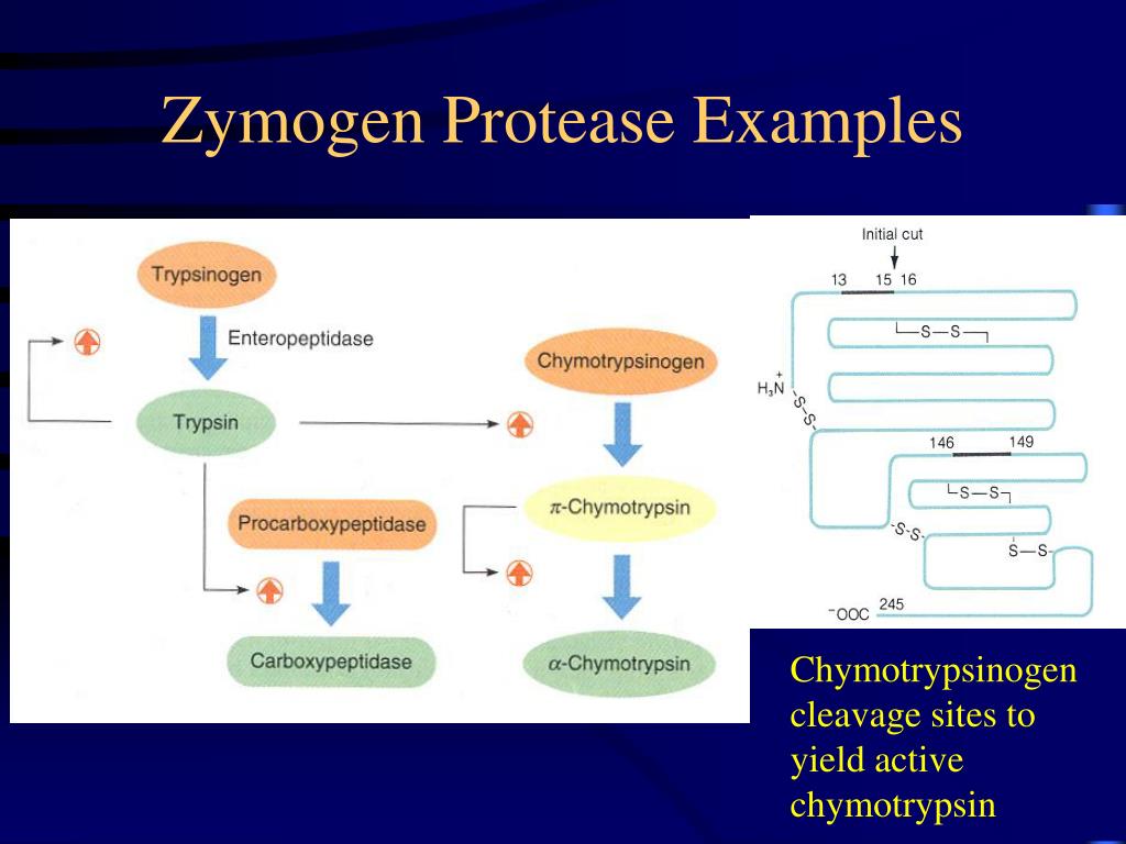 PPT REGULATION OF ENZYME ACTIVITY PowerPoint Presentation, free