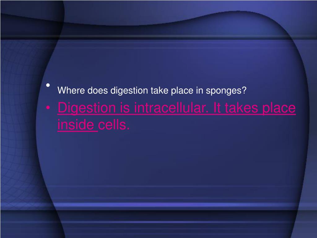 PPT Sponges PowerPoint Presentation, free download ID226709