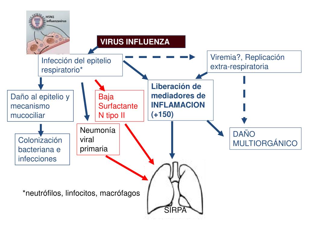 PPT CUADRO CLÍNICO INFLUENZA A (H1N1) PowerPoint Presentation, free