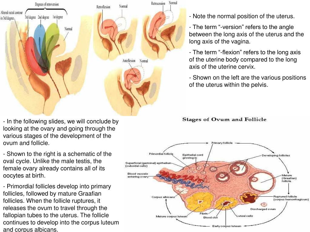 PPT Female Reproductive System AnatomyHistology Correlate PowerPoint