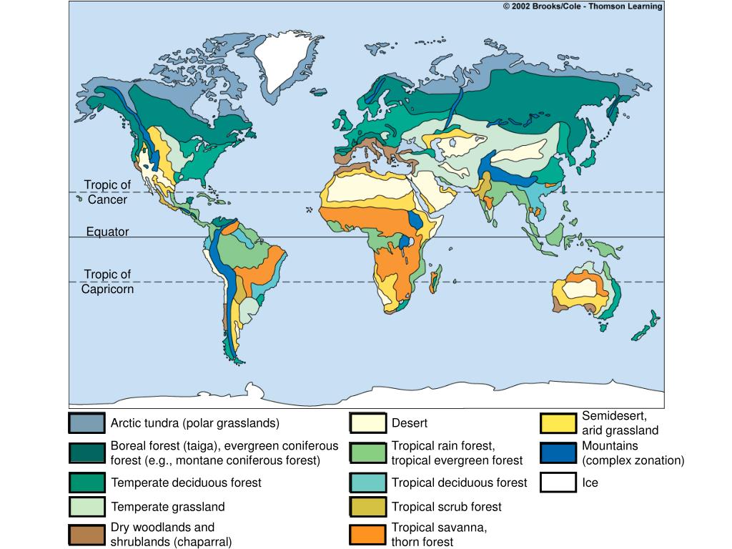Temperate coniferous forest Wikipedia
