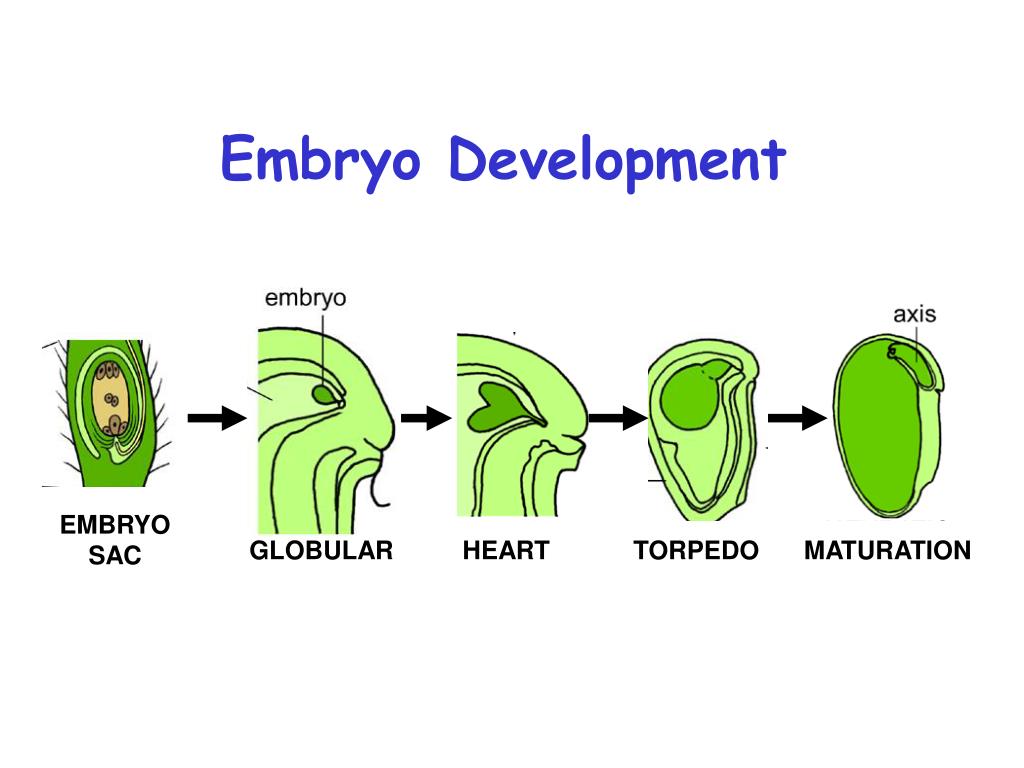 PPT Introduction of Seed Development and Arabidopsis Embryo