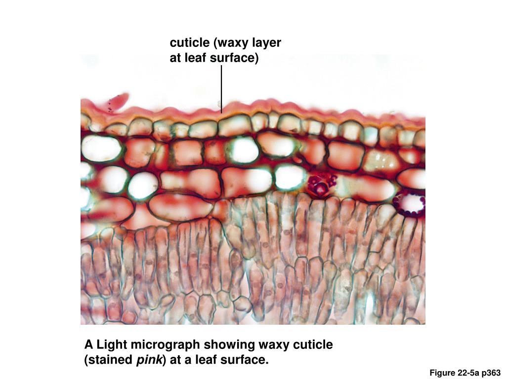 PPT Chapter 22 The Land Plants PowerPoint Presentation, free download