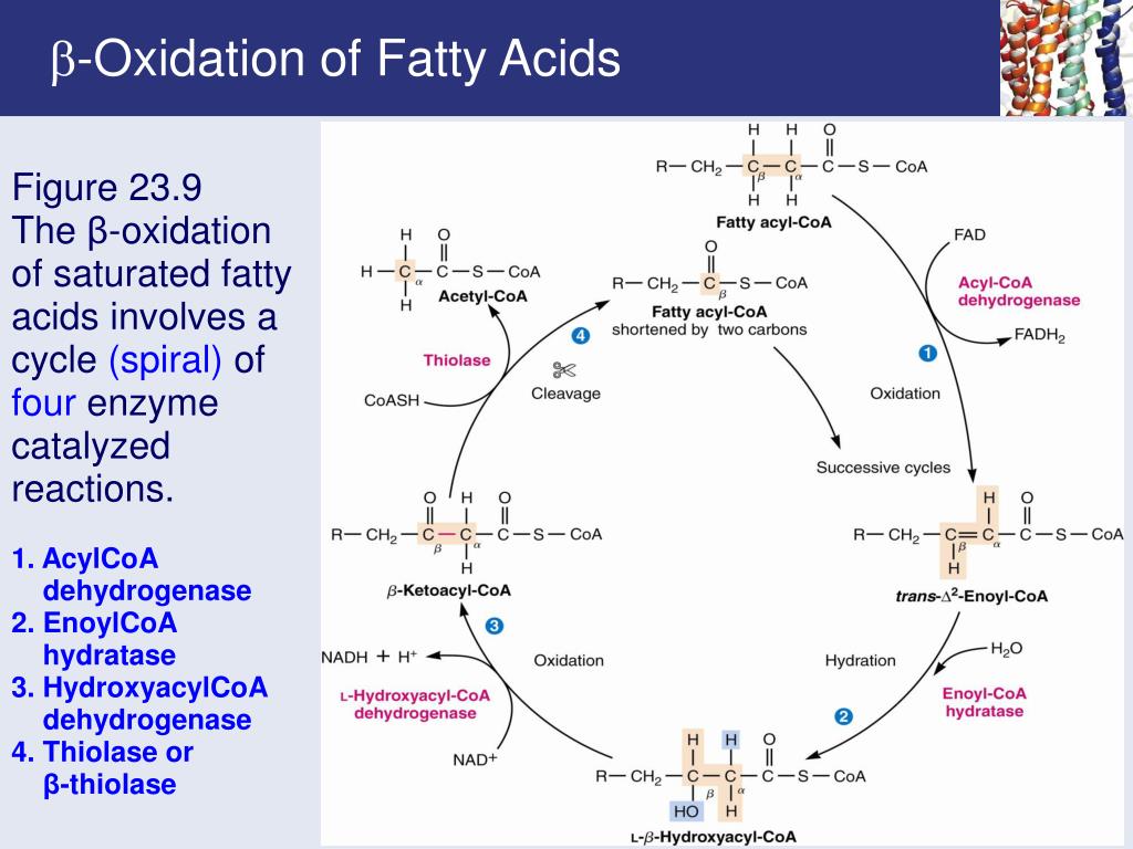 PPT Chapter 23 Fatty Acid Catabolism PowerPoint Presentation, free
