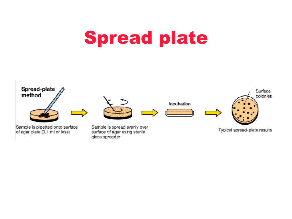 PPT Trasformazione di cellule competenti con DNA plasmidico