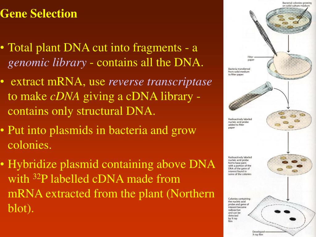 PPT Modified Organisms in Agriculture PowerPoint