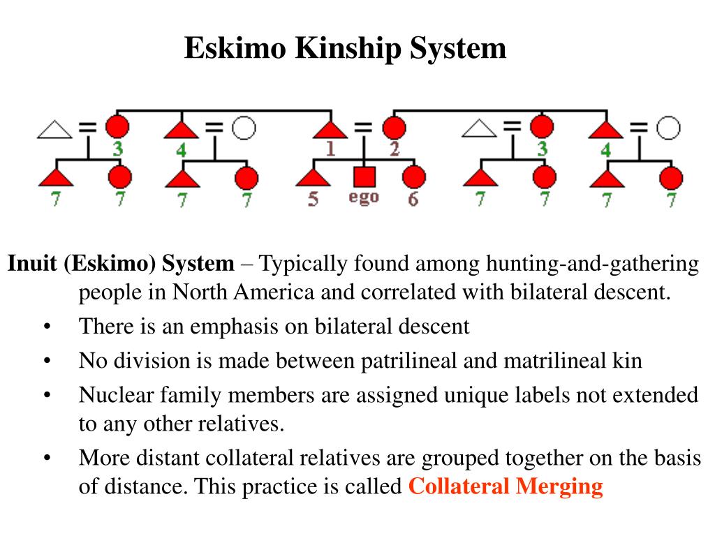 PPT Kinship Dynamics PowerPoint Presentation, free download ID243440