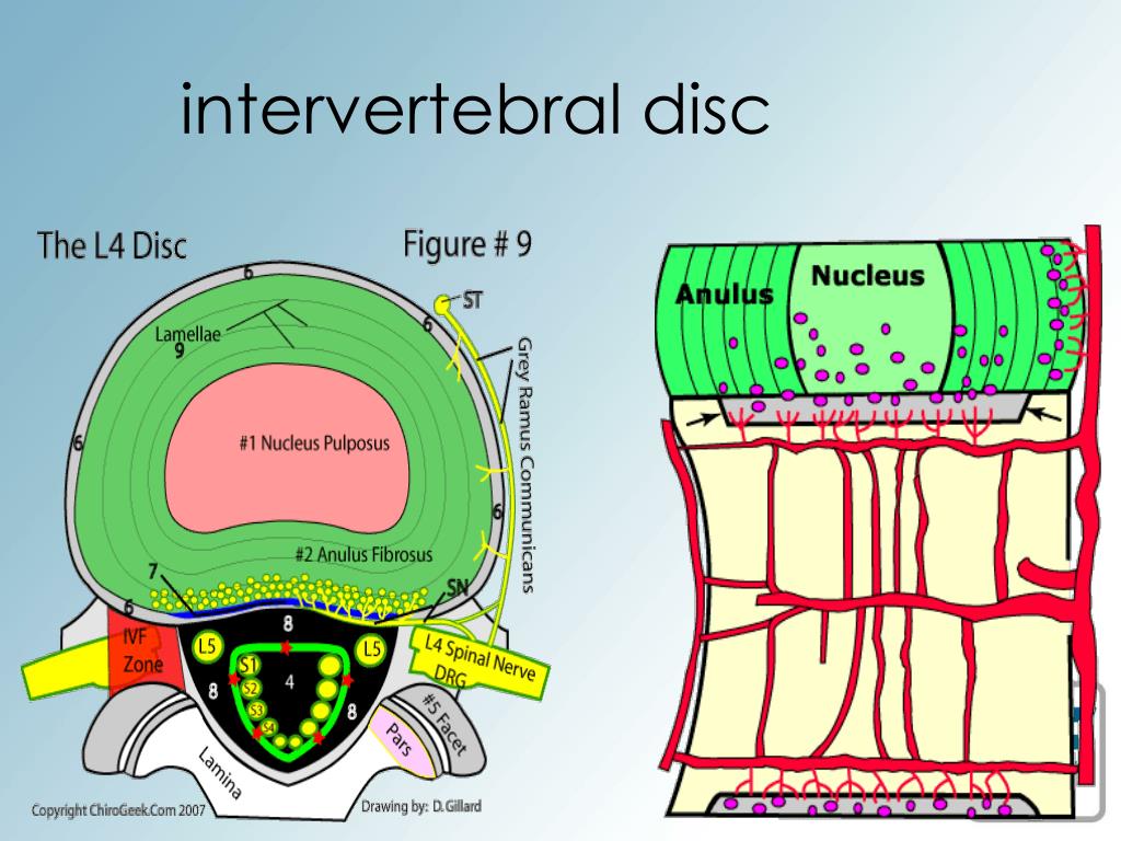 PPT disc pathology and nonsurgical PowerPoint
