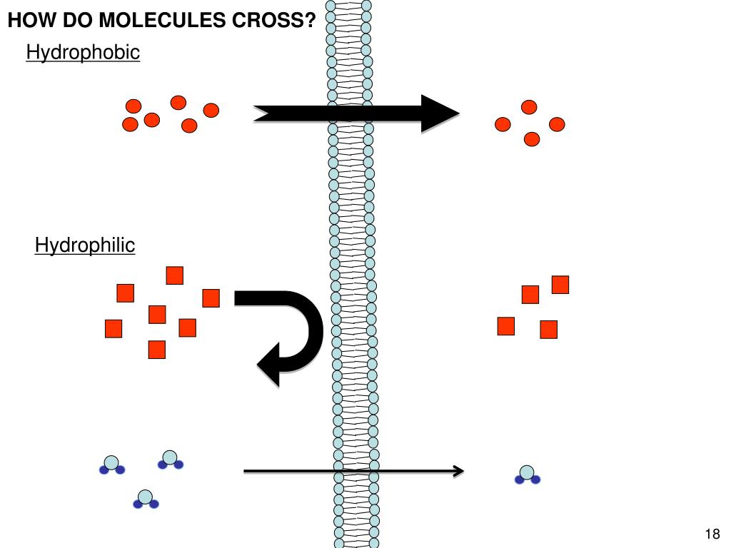 PPT Agony and Ecstasy Norris Armstrong University of
