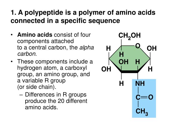 PPT Proteins Many Structures, Many Functions PowerPoint