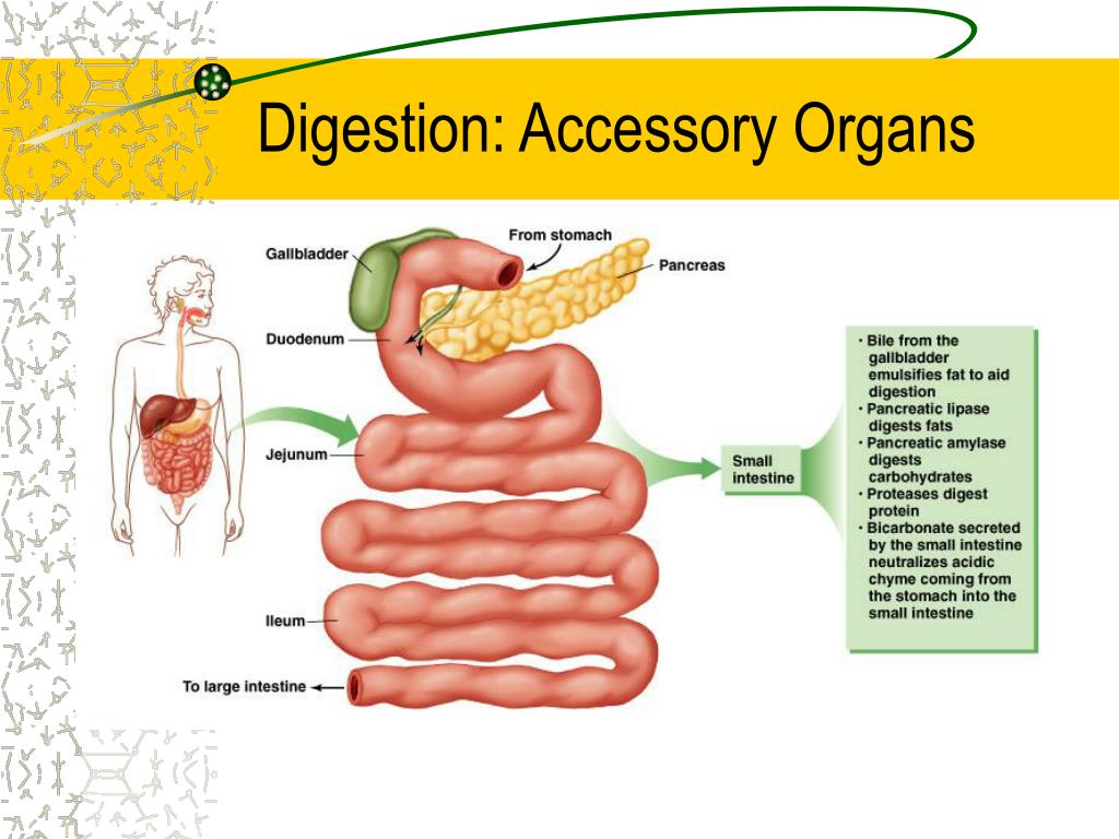 Digestive System Organs In Order