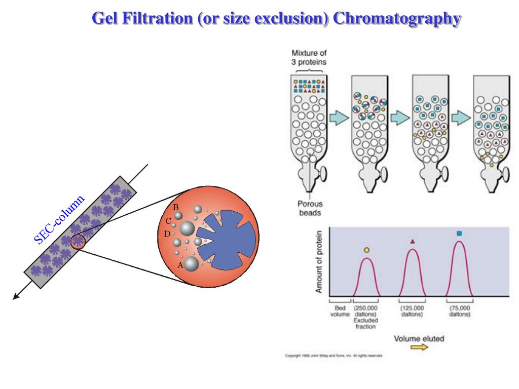 PPT Class overheads for Protein Homogeneity, CHEM 645 PowerPoint