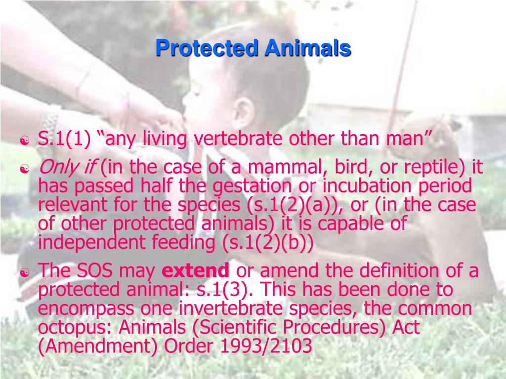 PPT Animal Experimentation Law, Morality, and Practice PowerPoint
