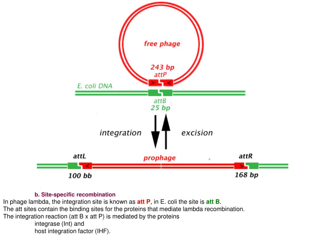 PPT the phage lambda ( l ) PowerPoint Presentation, free download