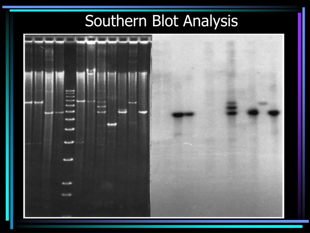 PPT Southern Blotting PowerPoint Presentation, free download ID248621