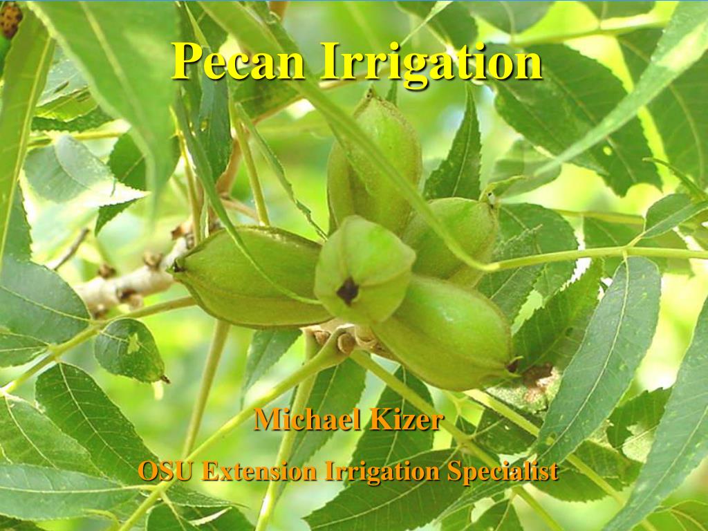 PPT Pecan Irrigation PowerPoint Presentation, free download ID249117