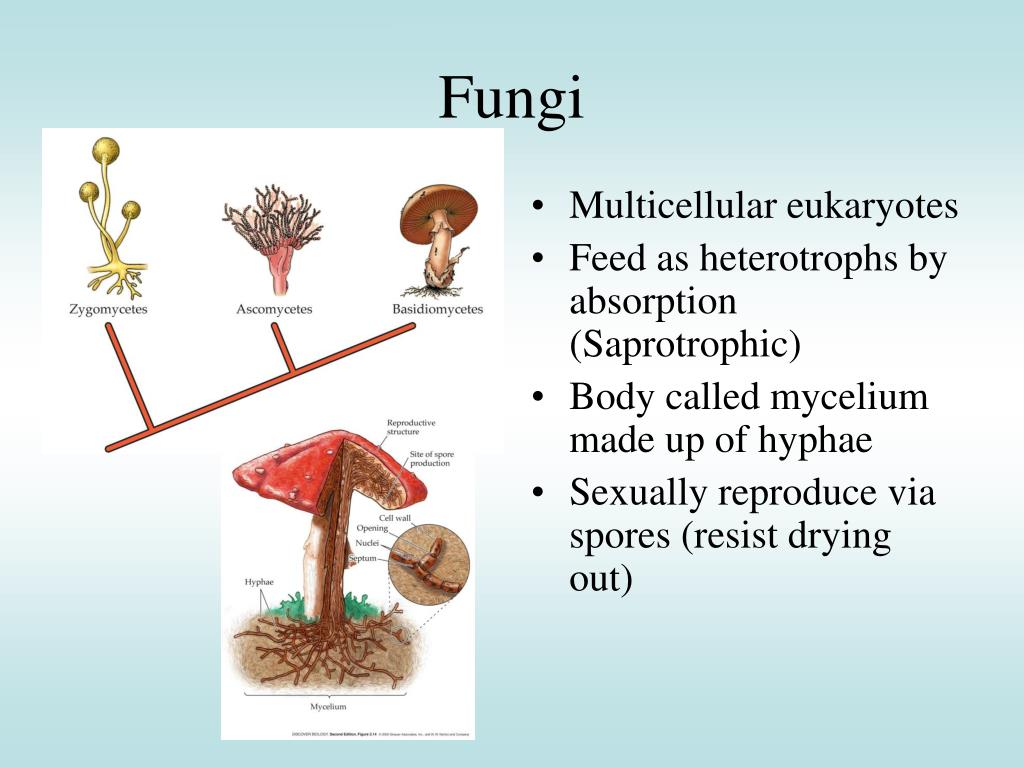 PPT The Diversity of Life PowerPoint Presentation ID