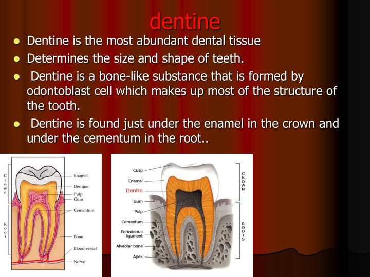 PPT DENTAL ANATOMY PowerPoint Presentation ID249764