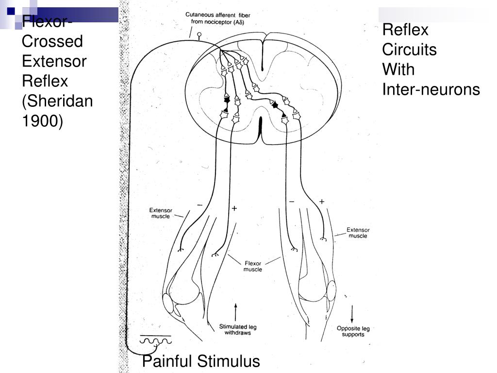 PPT Flexor Crossed Extensor Reflex (Sheridan 1900