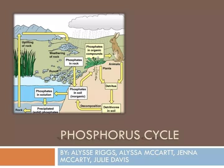 PPT PHOSPHORUS CYCLE PowerPoint Presentation ID253180