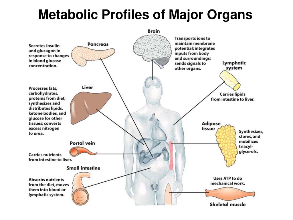 PPT Metabolic Integration 1 Metabolic profiles of major organs