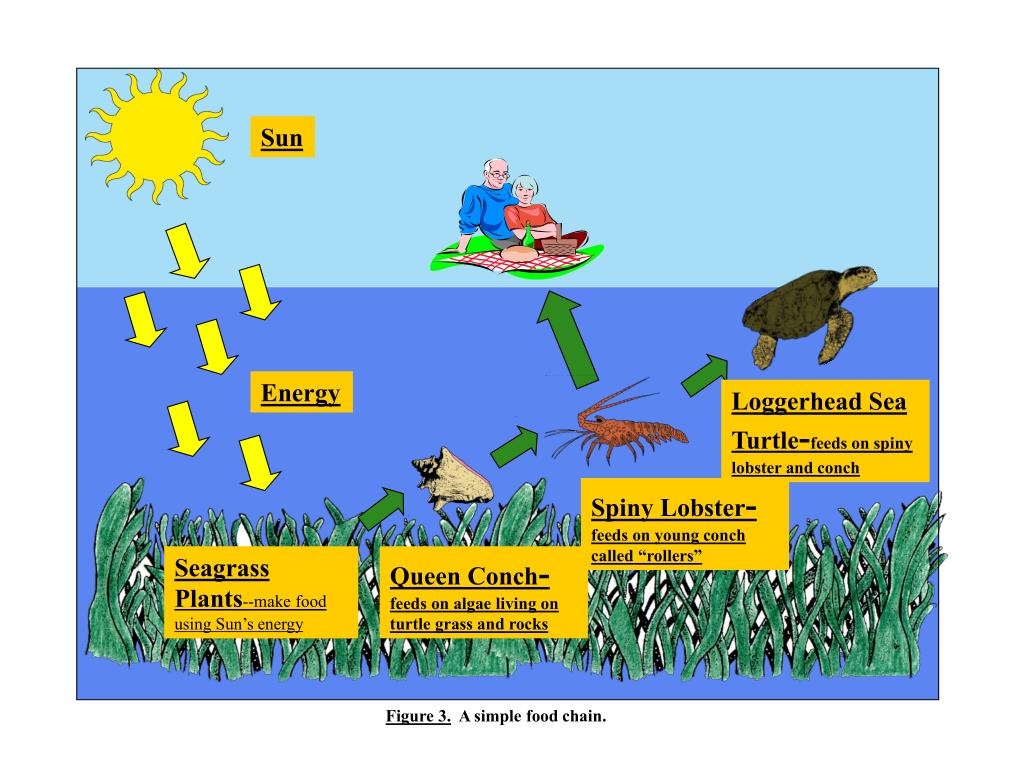 PPT Build a Seagrass Community & Build a Seagrass Food