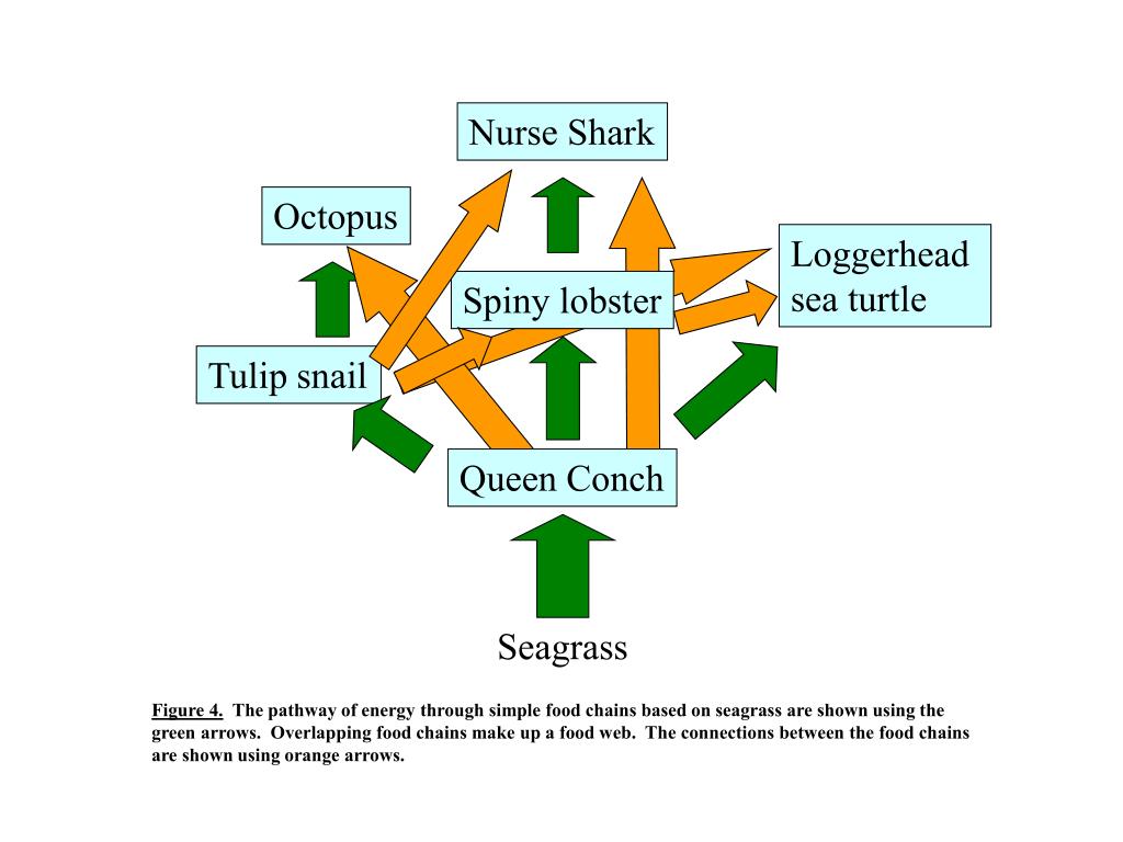 PPT Build a Seagrass Community & Build a Seagrass Food Chain/ Instructions & Who am I